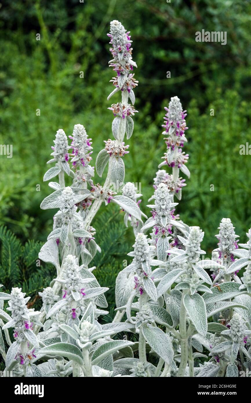 Stachys Silver Carpet - oreilles d'agneau Banque D'Images