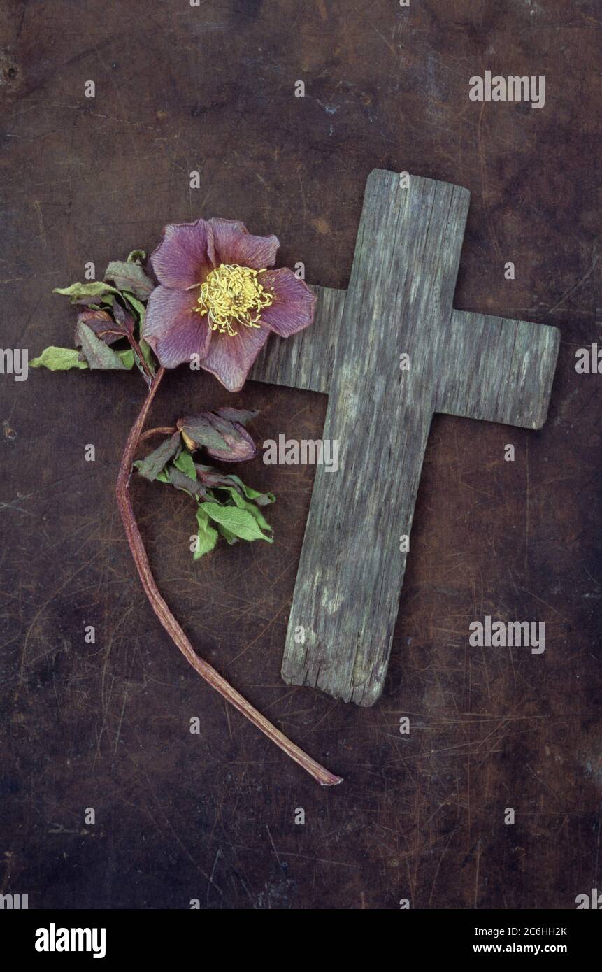 Croix de bois patinée sur métal terni avec rose de Lenton ou Helleborus orientalis décolorés Banque D'Images
