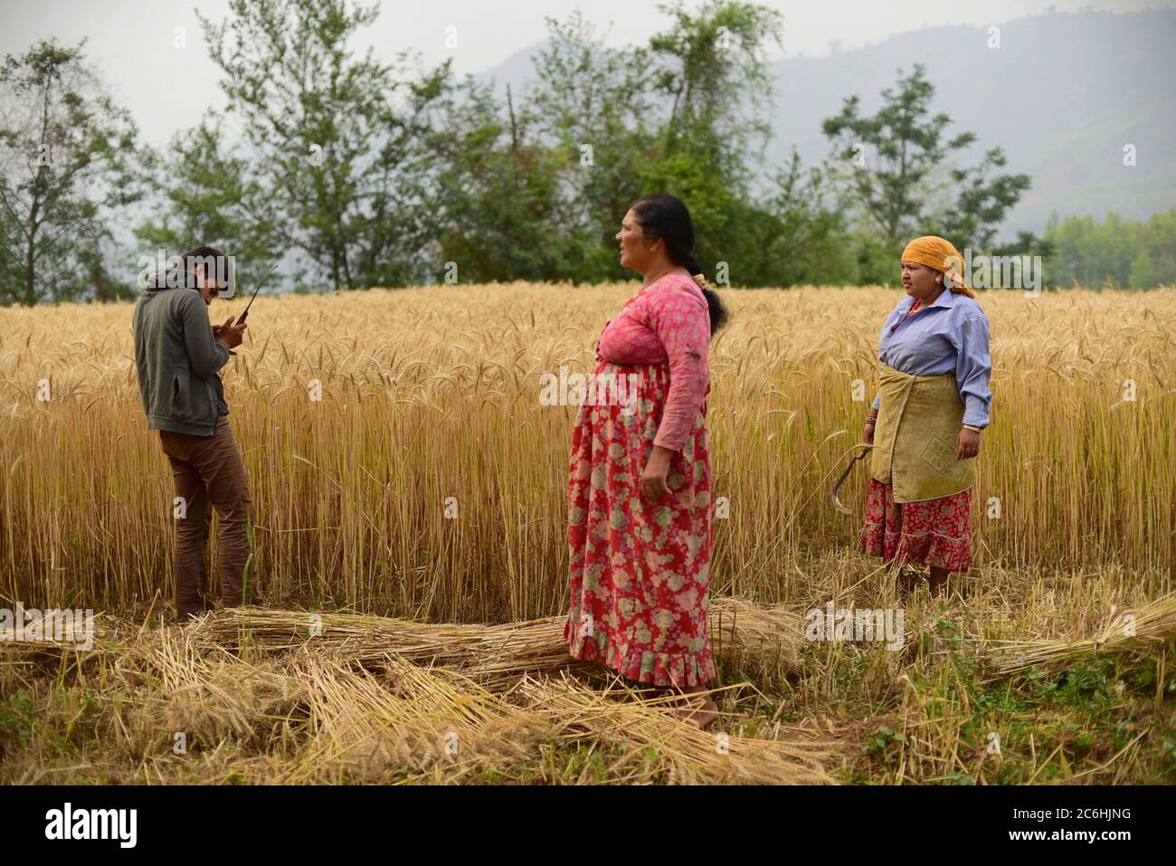 Les agriculteurs récoltent du blé dans un champ agricole du district de Kavrepalanchok, au Népal. Banque D'Images