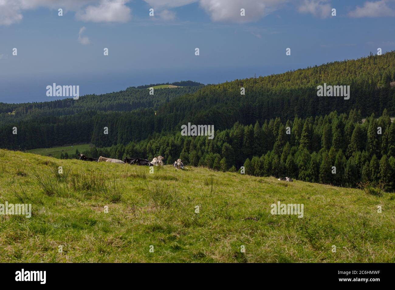 Collines sur les champs. L'île de Terceira aux Açores avec ciel bleu et nuages. Banque D'Images