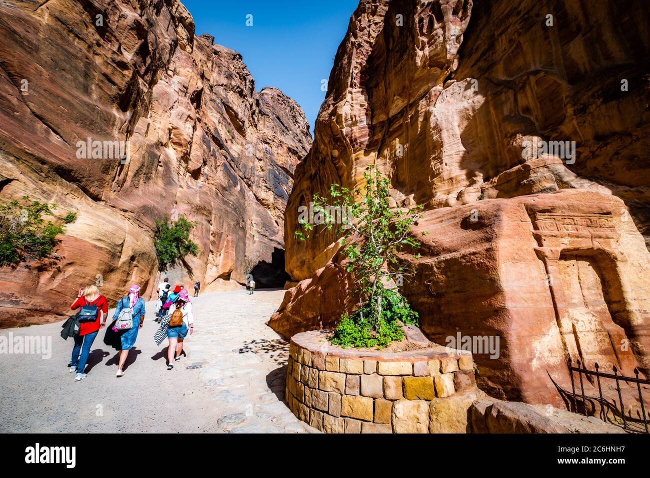Paysage frais et vert sur la falaise sculptée de roche de grès à Petra, en Jordanie Banque D'Images