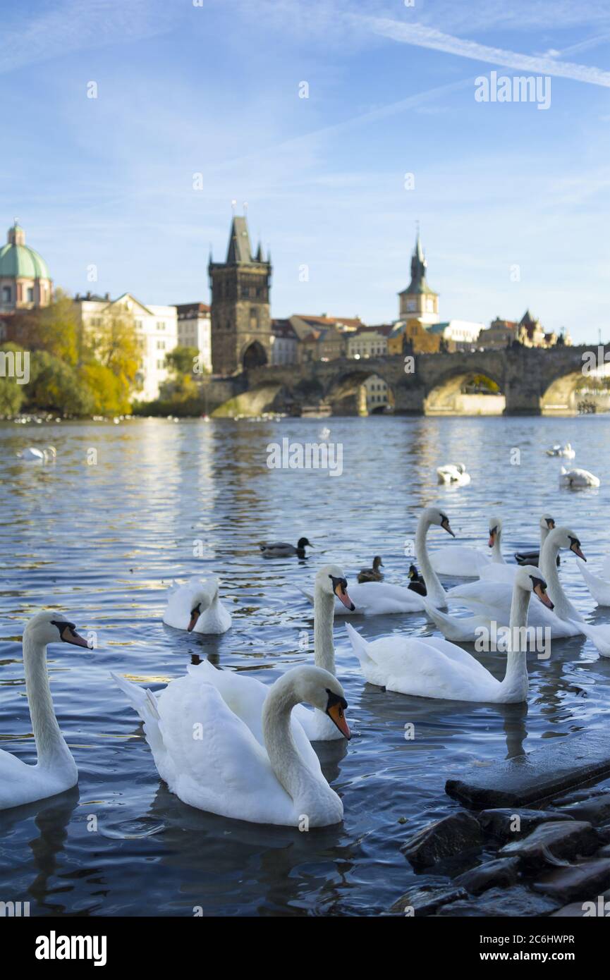 Cygnes sur la rive de la Vltava, Prague, République Tchèque / Tchéquie - oiseaux dans l'eau. Pont Charles et Tour du pont de la vieille ville en arrière-plan. Banque D'Images