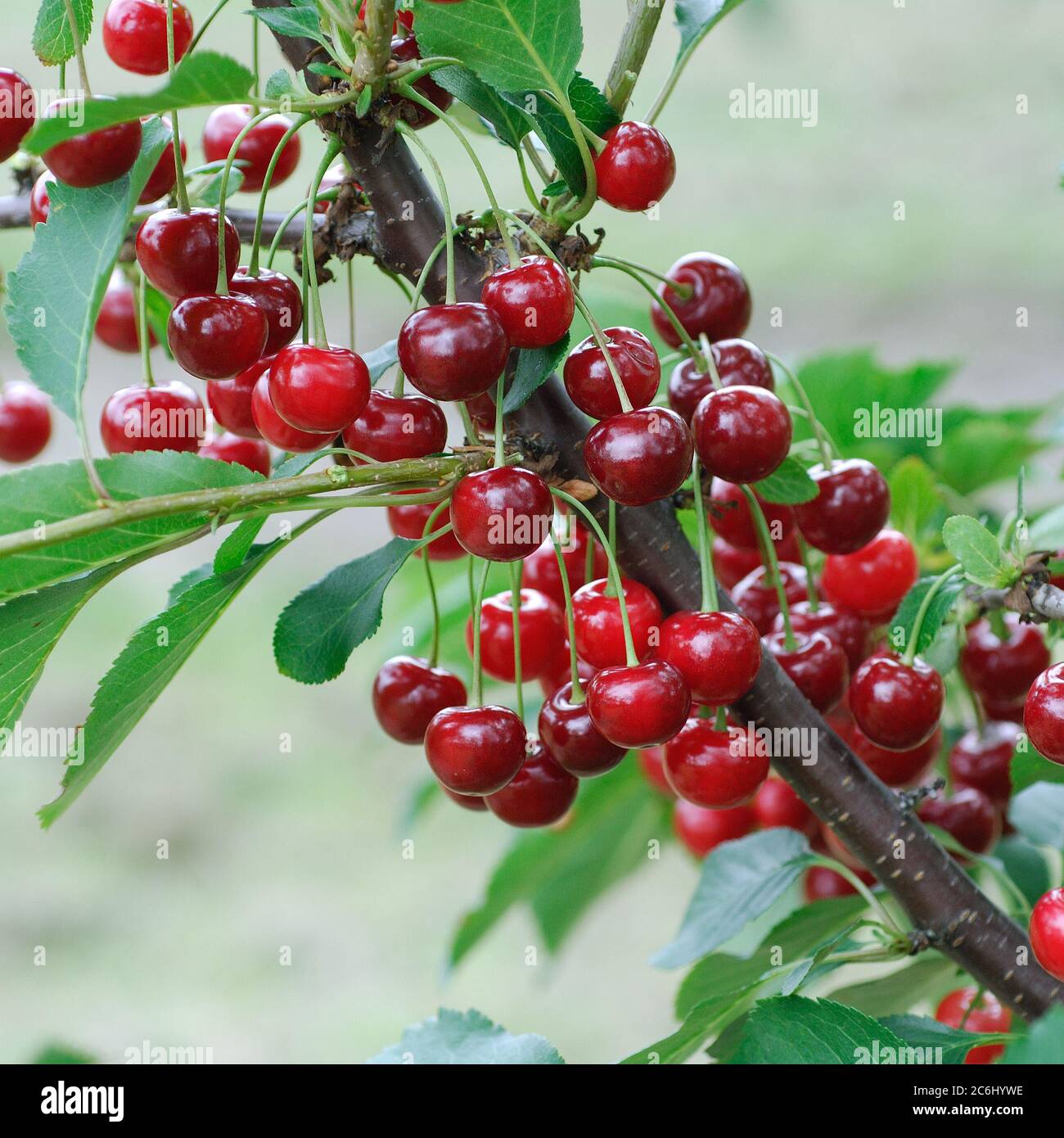 Prunus cerasus Gerema, Prunus cerasus Gerema Banque D'Images