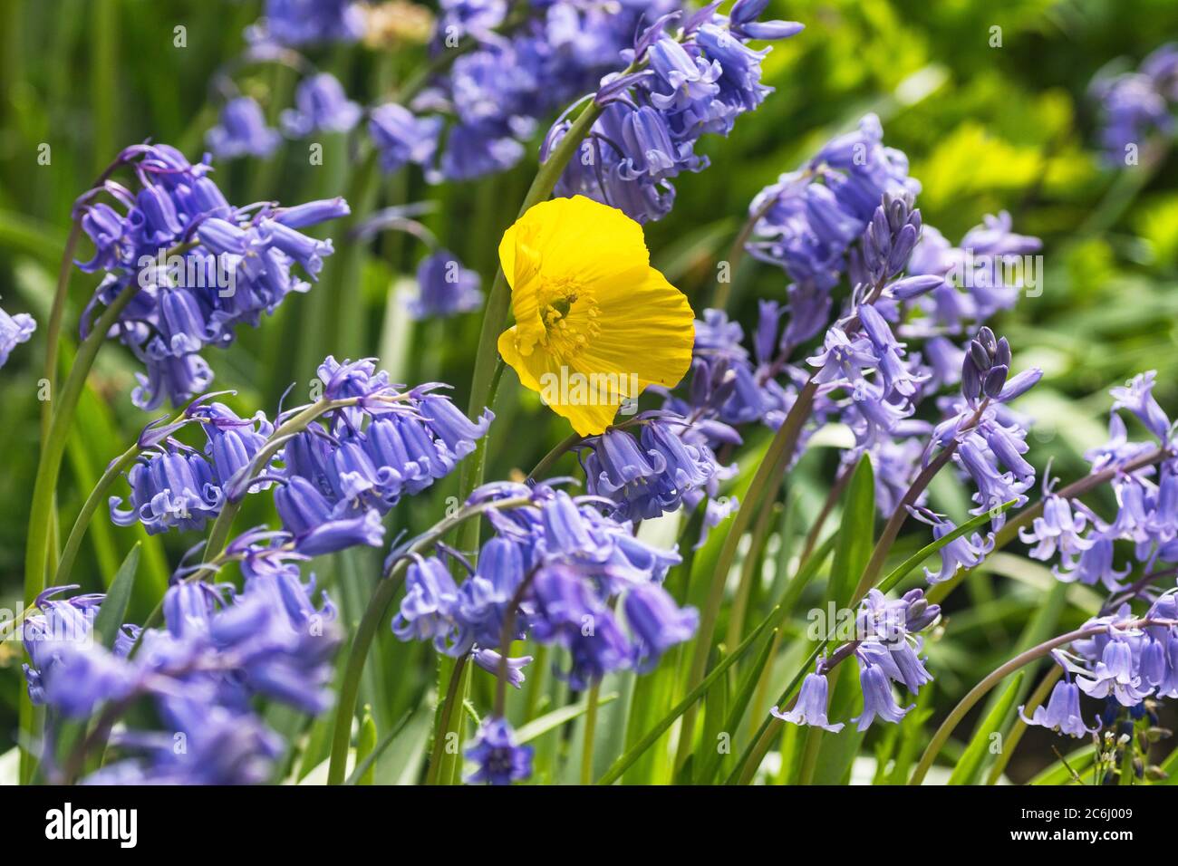 image de fleur. Un coquelicot jaune parmi les cloches. Couleurs éclatantes. Conceptuel. Nuances jaune, vert et bleu, arrangement de tête de pavot. Banque D'Images