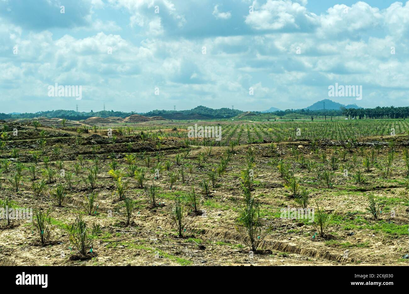 Plantation de jeunes palmiers à huile (Elaeis guineensis) dans les zones de forêt vierge, Sabah, Bornéo, Malaisie Banque D'Images