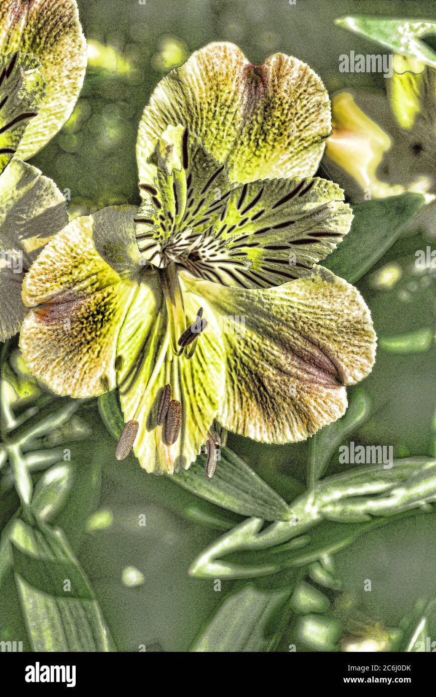 Image de fleur macro manipulée numériquement. Psychédélique, couleurs brillantes. Conceptuel. Tons vert et jaune, arrangement de têtes de fleurs d'alstroemeria. Banque D'Images