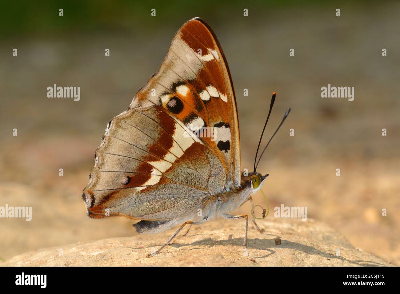 Mauve Emperor papillon boue-flaques, c'est-à-dire sucer les sels de la terre humide par une journée chaude, Northants bois. Beaucoup cherché pour les photos. Banque D'Images
