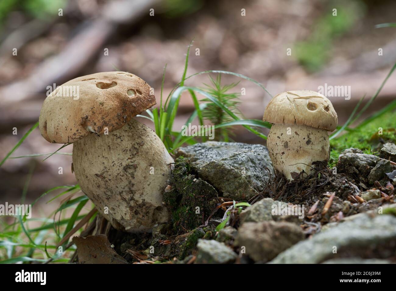 Champignon comestible Boletus reticulatus dans la forêt de hêtre. Connu sous le nom de cep d'été ou Bolete d'été. Deux champignons sauvages poussant sur le chemin de la forêt. Banque D'Images
