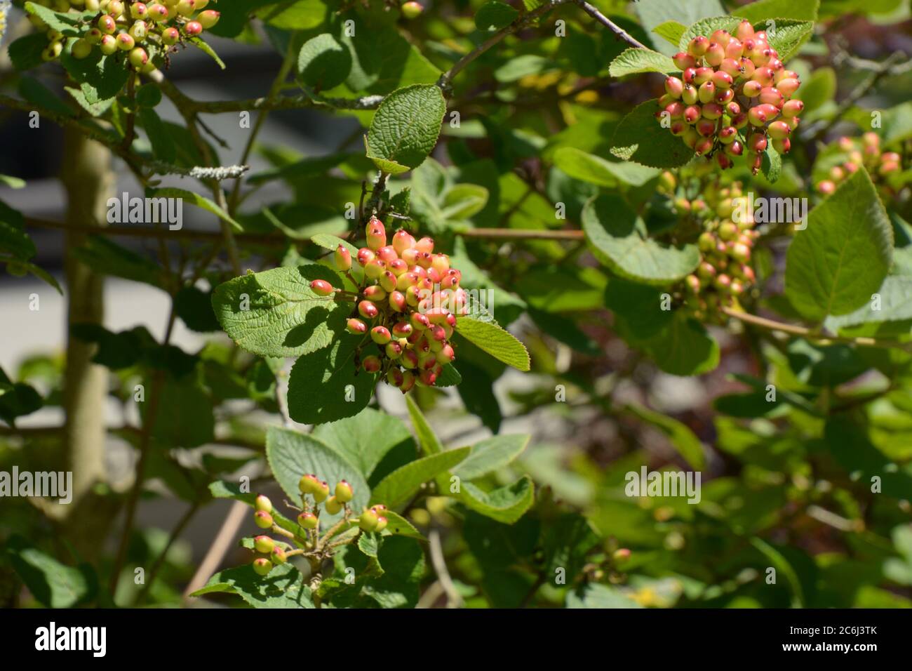 baies non mûres de viburnum lantana sur les branches Banque D'Images