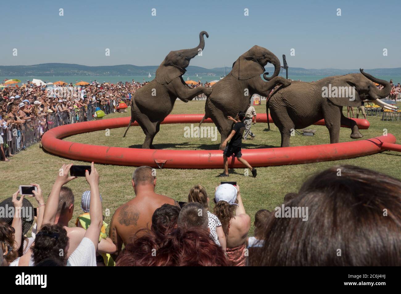 Balatonlelle. 10 juillet 2020. Les éléphants du Cirque national hongrois se produit lors d'un événement promotionnel à Balatonlelle, en Hongrie, le 10 juillet 2020. Crédit: Attila Volgyi/Xinhua/Alay Live News Banque D'Images