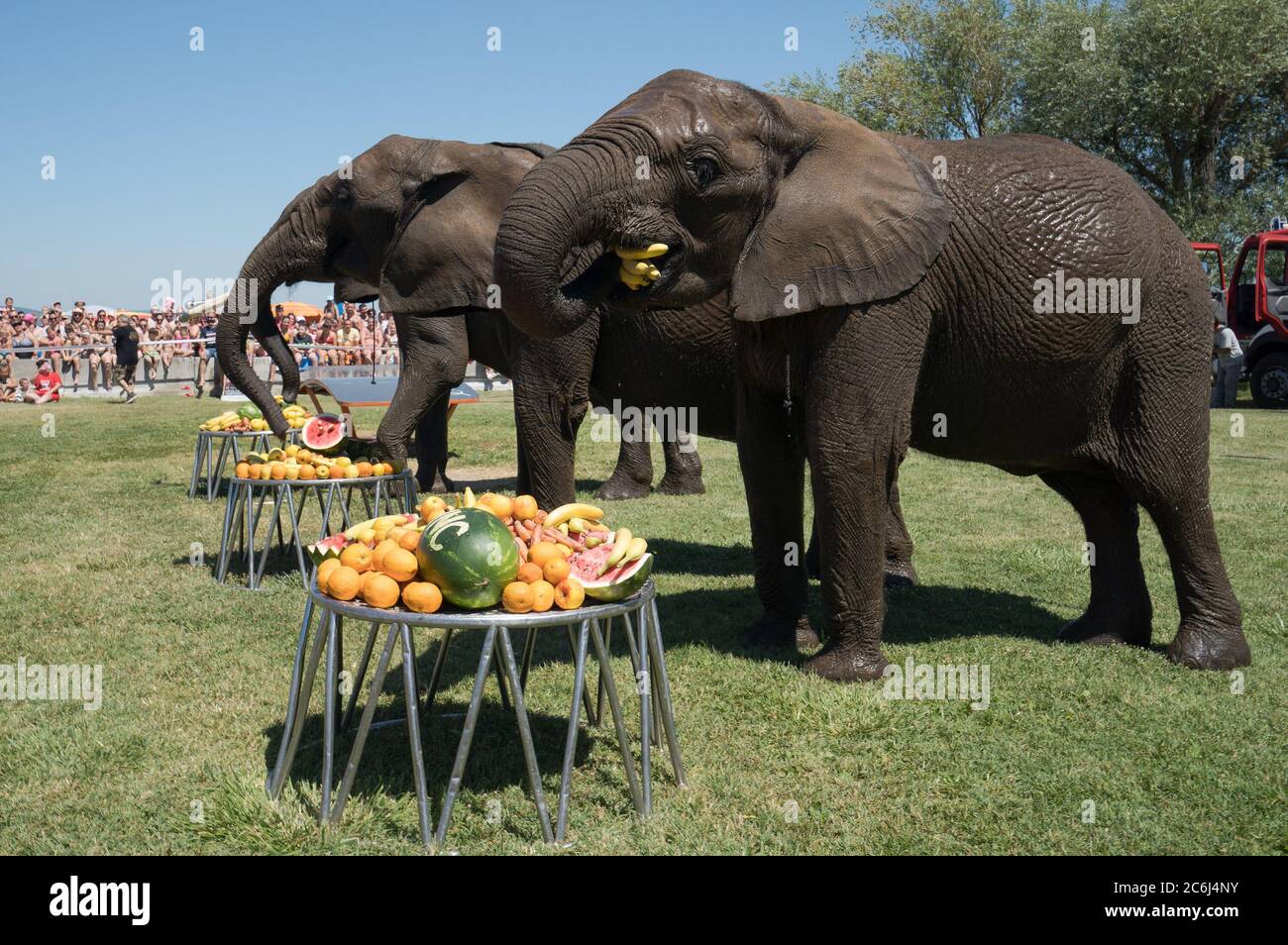 Balatonlelle. 10 juillet 2020. Les éléphants du cirque national hongrois mangent des fruits lors d'un événement promotionnel à Balatonlelle, Hongrie, le 10 juillet 2020. Crédit: Attila Volgyi/Xinhua/Alay Live News Banque D'Images