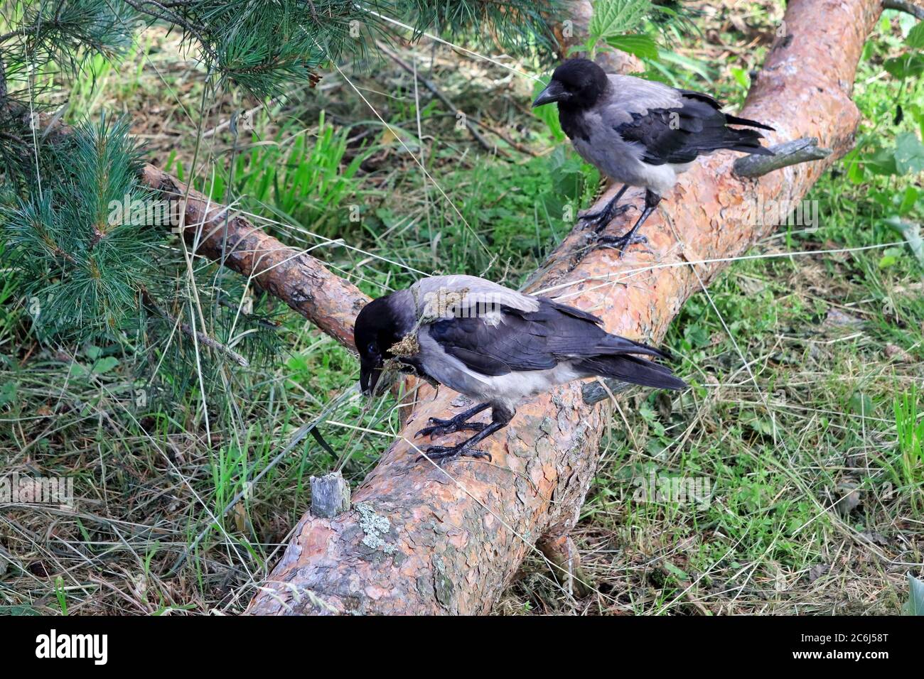Deux jeunes corneilles à capuchon, Corvus cornix, debout sur le tronc des arbres et explorant leurs surrouages, l'autre tenant de l'herbe sèche dans son bec. Banque D'Images