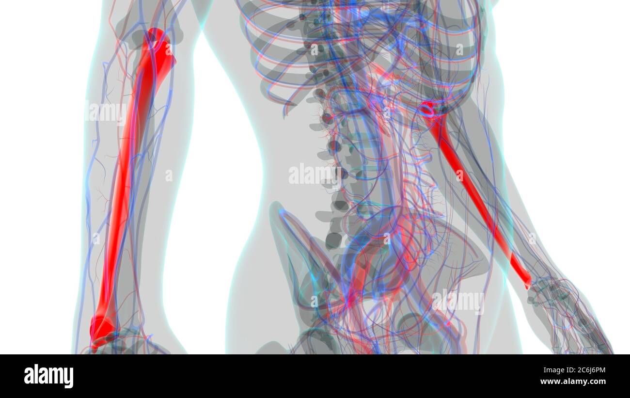 Anatomie du squelette humain Ulna Bone 3D Rendering for Medical concept Banque D'Images