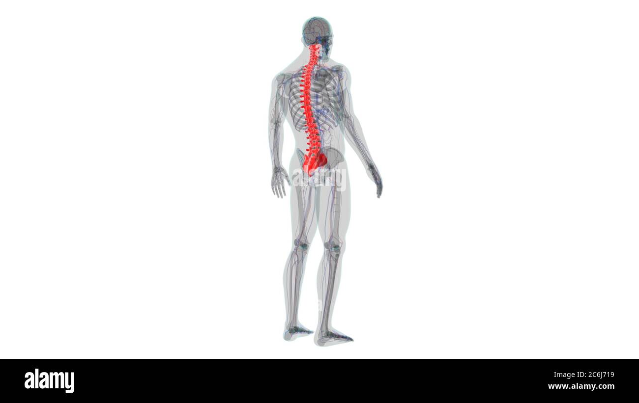 Squelette humain colonne vertébrale vertèbre Anatomie 3D Illustration Banque D'Images