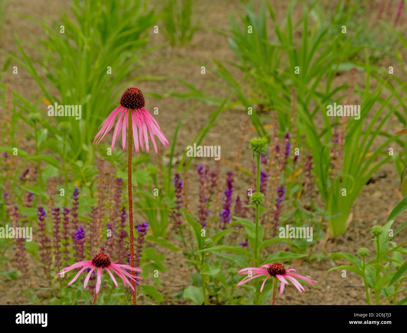Echinacea fleurs de conée gros plan - chinacea purpurea. Banque D'Images