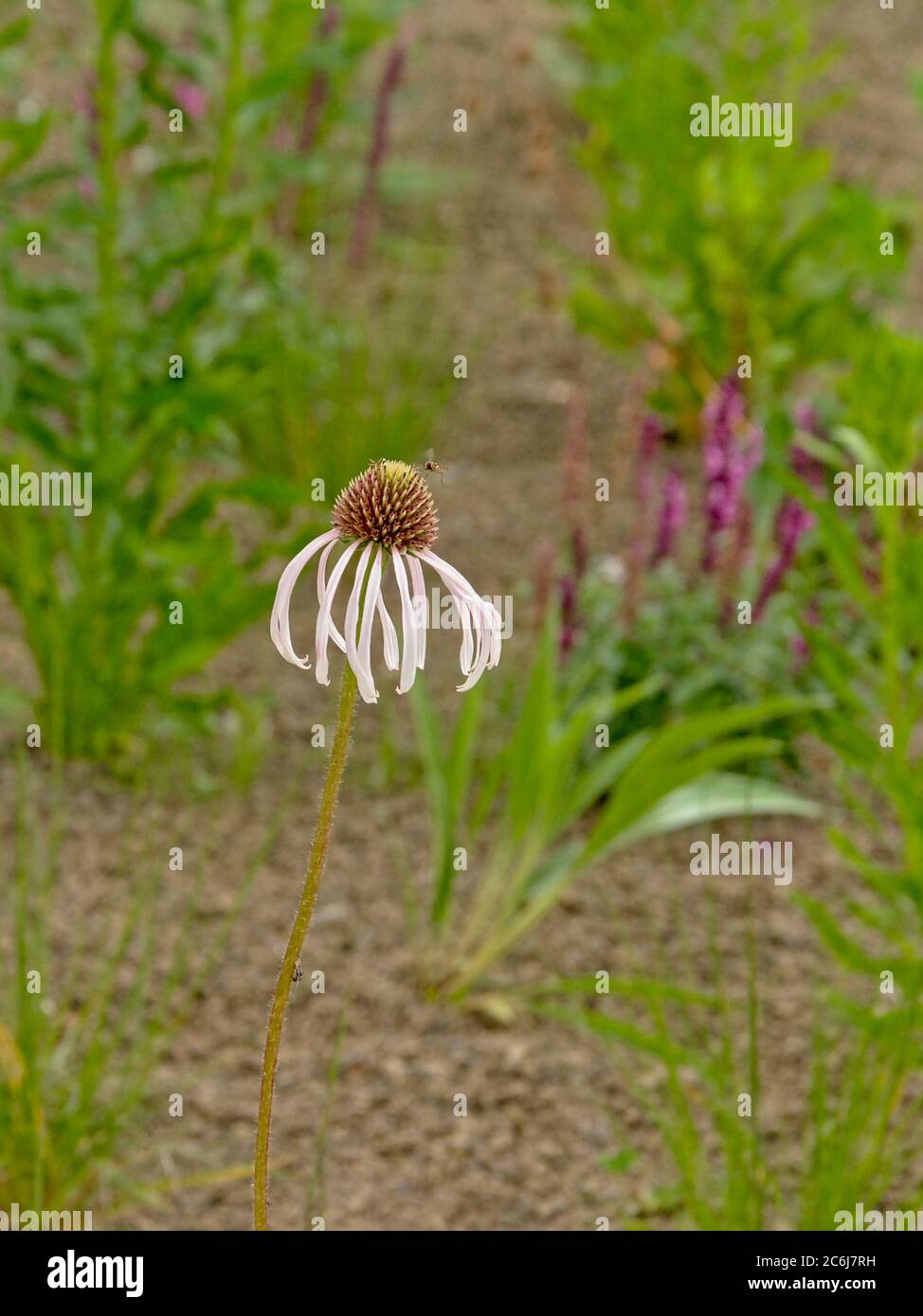fleurs de cygne blanc dans le jardin, gros plan, foyer sélectif - échinacée purpurea Banque D'Images