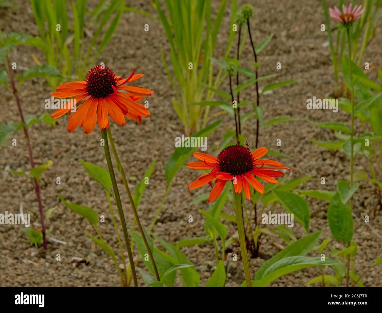 L'échinecea orange coneflowers dans un jardin de style anglais, foyer sélectif Banque D'Images