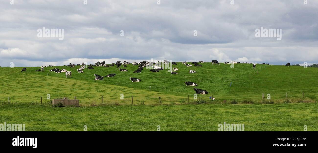 Magheralin, comté en bas, Irlande du Nord. 10 juillet 2020. Météo britannique – averses légères mais fréquentes et soleil dus à une brise du nord-ouest. Un grand troupeau de vaches laitières noires et blanches sur une colline avec des nuages gris en arrière-plan. Crédit : CAZIMB/Alamy Live News. Banque D'Images