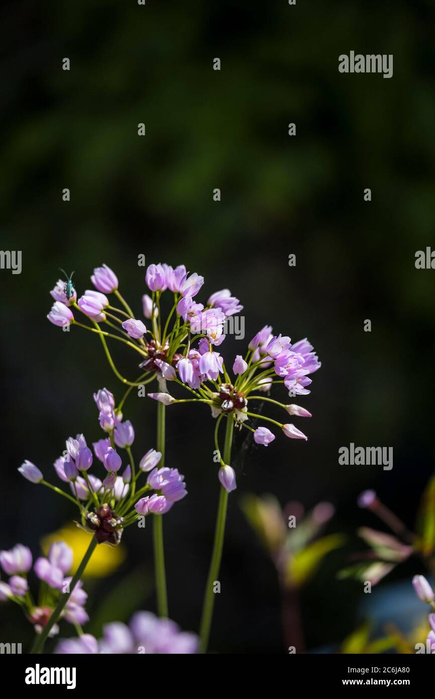 Allium roseum Rosy ail. Banque D'Images