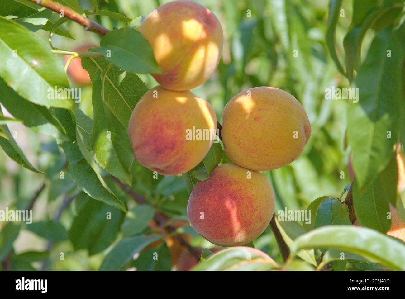 Pfirsiche Prunus persica South Haven, Peaches Prunus persica South Haven Banque D'Images