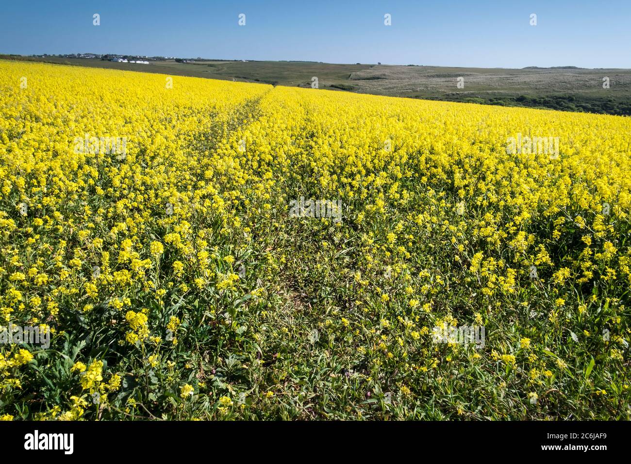 Le jaune intense de la moutarde sauvage Sinapsis avensis poussant dans un champ au champs arables Projet sur West Pentire à Newquay en Cornouailles. Banque D'Images