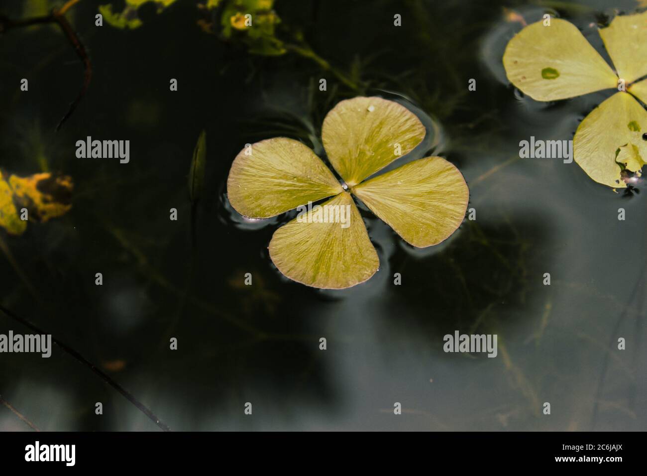 Eichhornia plantes sur l'eau, fond d'eau sombre, nouvelle image de stock eichhornia selon vos besoins. Banque D'Images