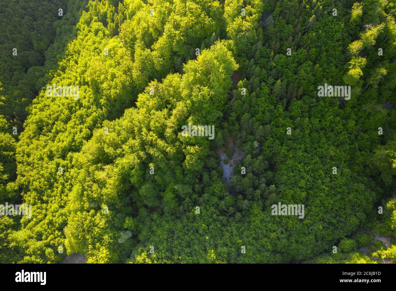 Vue panoramique en haut d'une colline rocheuse couverte d'une forêt luxuriante. Banque D'Images