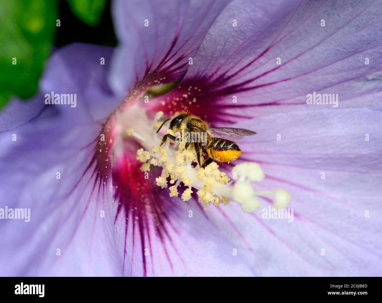 Espèce d'abeille (Megachilidae) probablement l'abeille d'abeille patchwork, Megachile centuncularis) pollinisant une fleur Banque D'Images