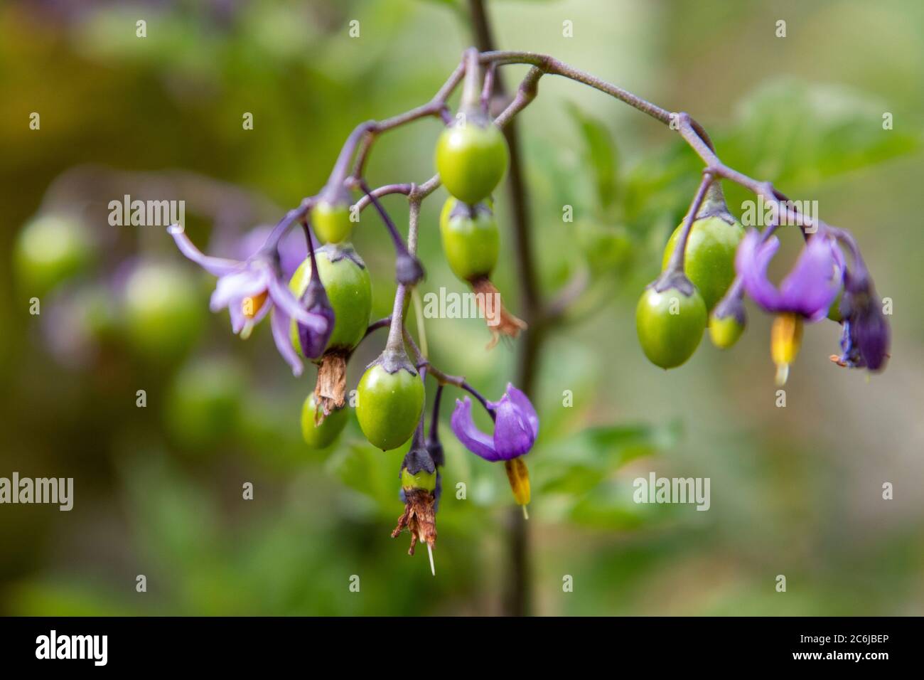 Fleurs et baies meurtrières de nuit (Atropa Belladonna) Banque D'Images