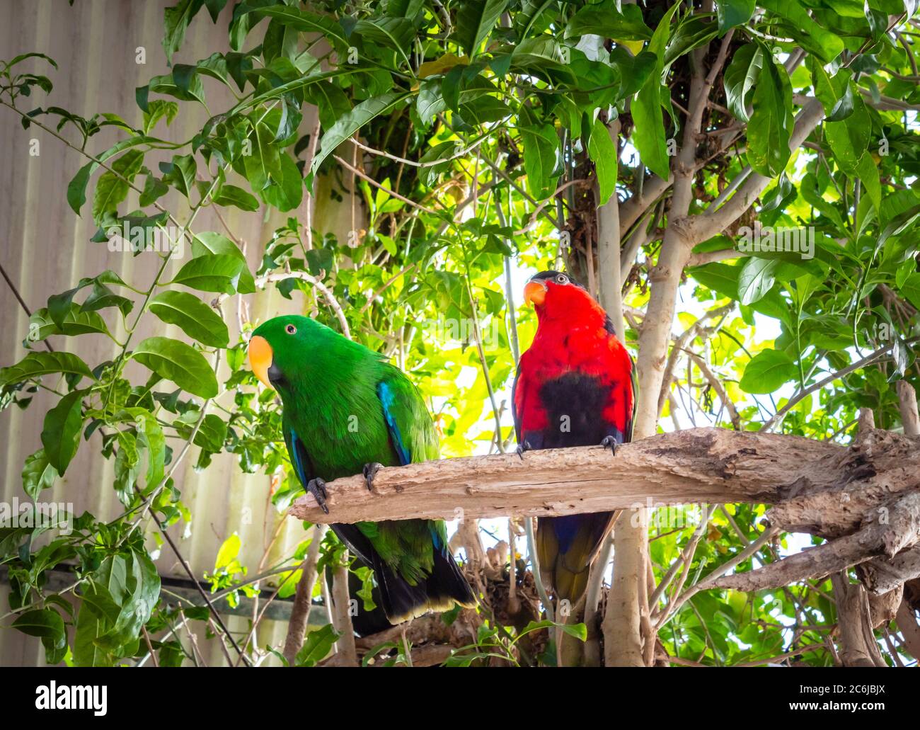 Percement de perroquets de couleurs vives sur une succursale, le Cap, Afrique du Sud Banque D'Images