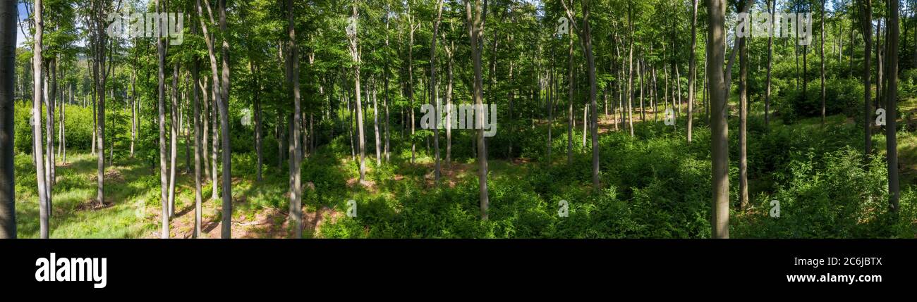 Vue panoramique sur une forêt de hêtre et une végétation printanières. Banque D'Images