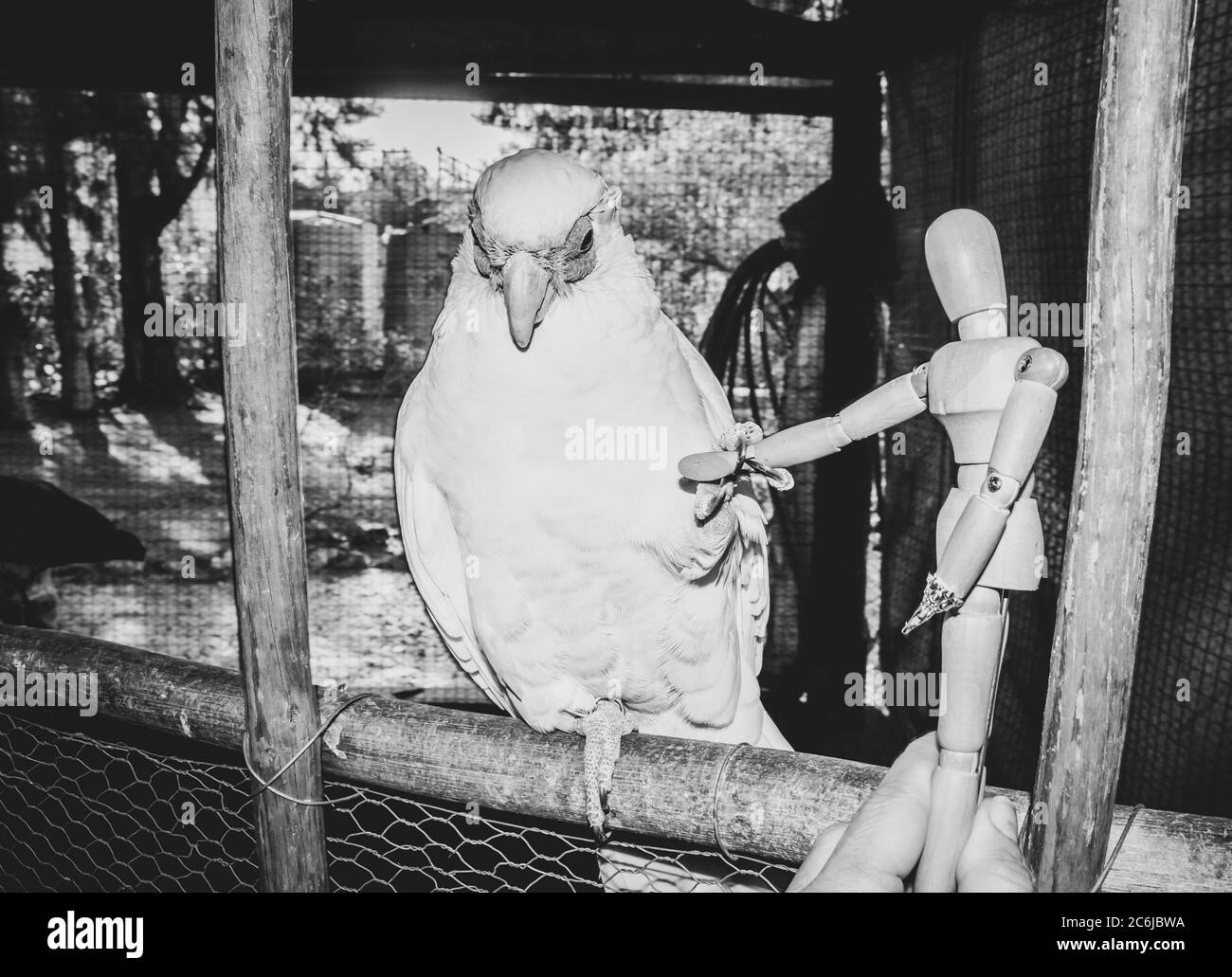 Petit mannequin humain en bois posé avec un Cockatoo aux couleurs vives perçant sur une branche, le Cap, Afrique du Sud Banque D'Images