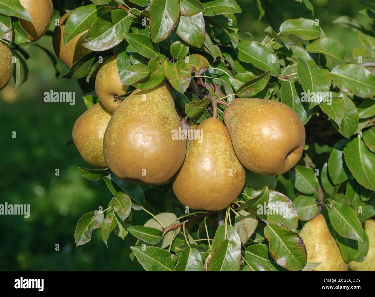 Birne Pyrus communis général Leclerc, Pear Pyrus communis général Leclerc Banque D'Images