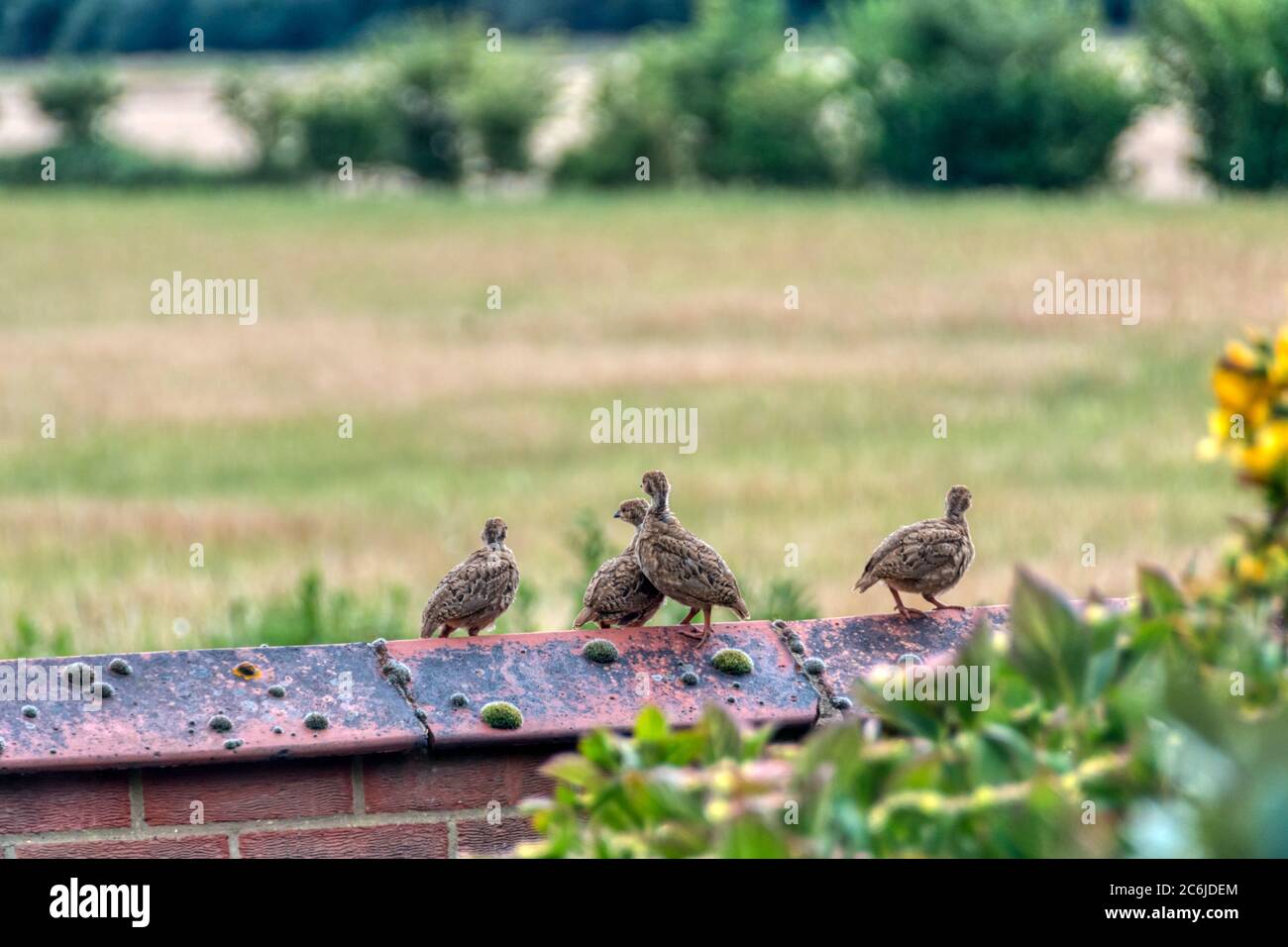 Un groupe de jeunes perdrix à pattes rouges, Alectoris rufa, se sont rassemblés sur un mur à Norfolk. Banque D'Images