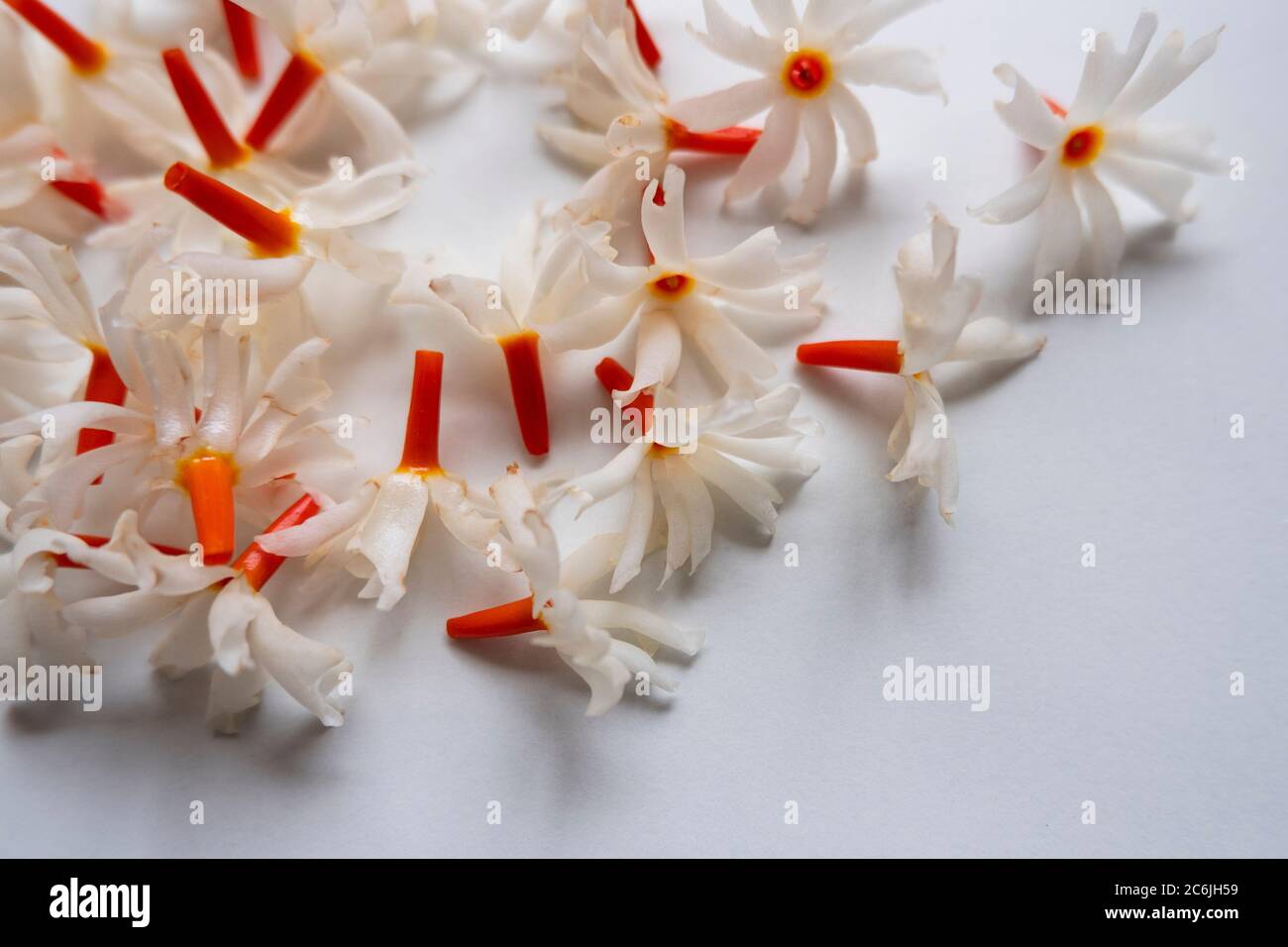 La fleur de jasmin de nuit (Parijat) se rassemble sur fond blanc, son nom Raat Ki Rani en Inde. Le parfum incroyable de cette fleur Banque D'Images