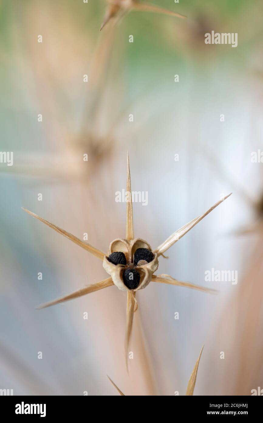 Têtes de fleurs d'allium séchées Banque D'Images