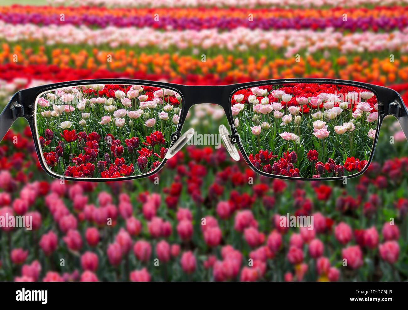 Champ de tulipes focalisées lorsque vous regardez à travers le cadre des lunettes. Verres en métal noir regardant à travers le champ de fleurs coloré. Lunettes pour personnes avec imp visuel Banque D'Images