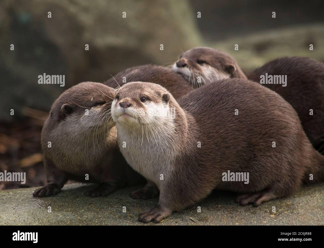 Cute otters Banque de photographies et d'images à haute résolution - Alamy