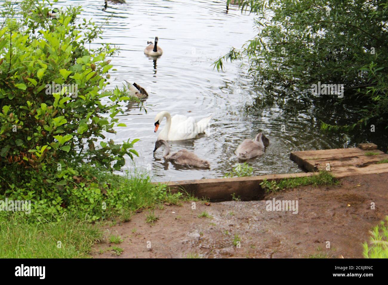 Un cygne adulte (cygnet) avec leurs jeunes au bord d'un lac dans le parc aquatique de Chorlton à Manchester, en Angleterre Banque D'Images