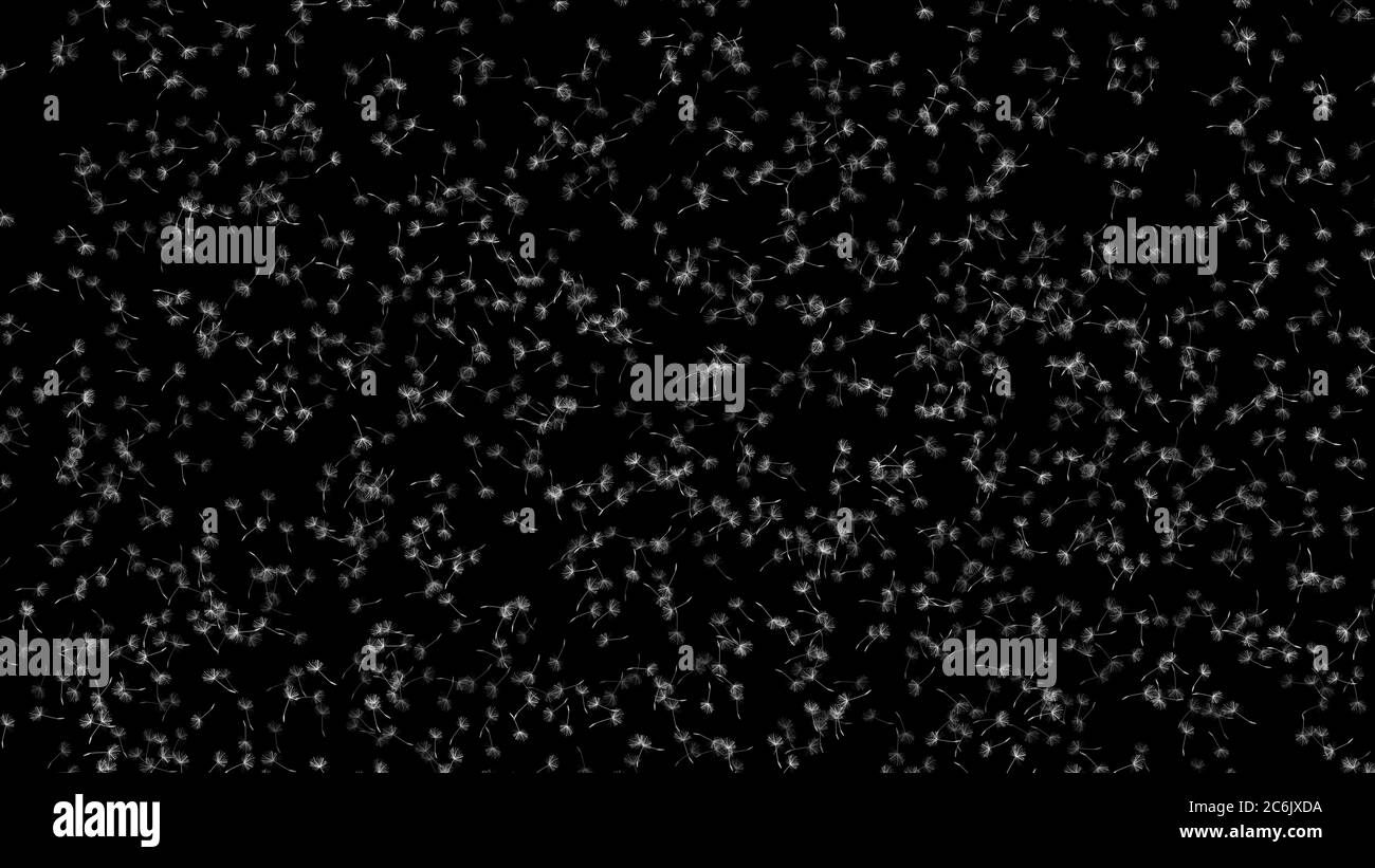 les graines de pissenlit volent dans l'espace, arrière-plan abstrait Banque D'Images