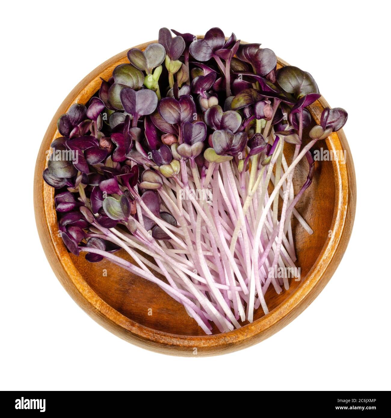 Semis de radis avec feuilles rouges dans un bol en bois. Pousses de Raphanus sativus, un légume de racine comestible. Jeunes plantes et microgreen. Isolé sur blanc Banque D'Images