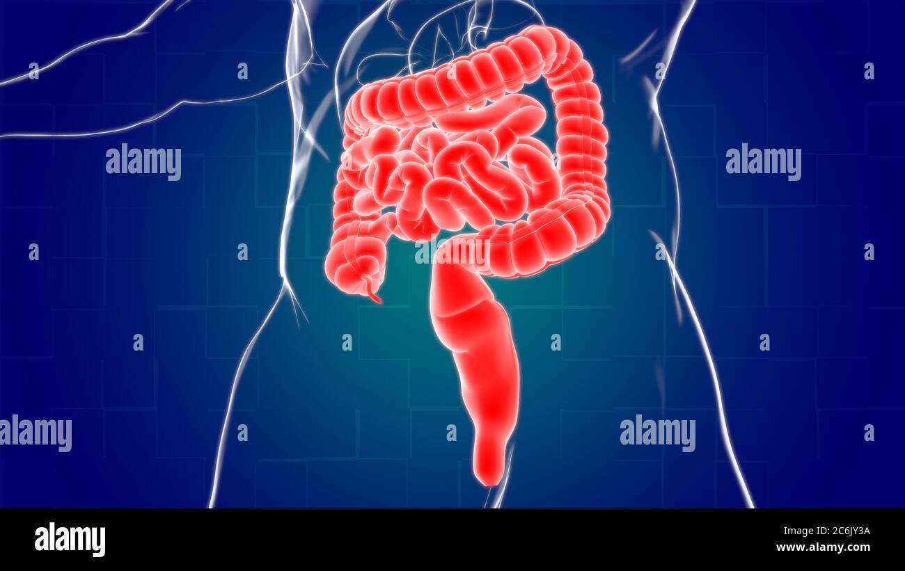 Intestin grêle et gros intestin 3D Illustration système digestif humain