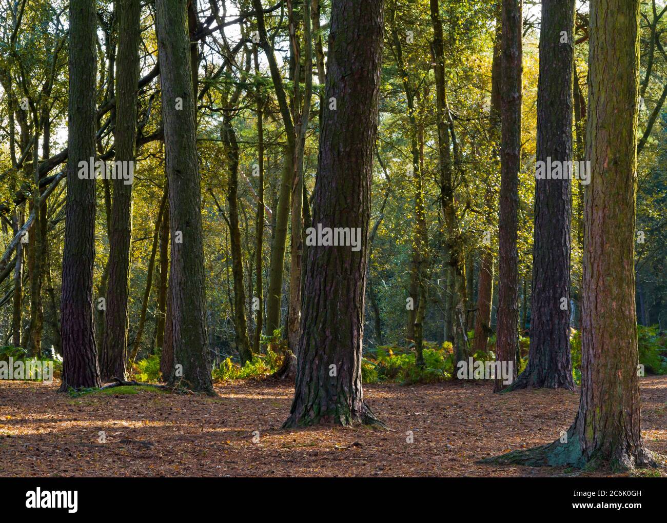Woodland à Lickey Hills Country Park qui se trouve à dix miles au sud-ouest de la ville de Birmingham dans l'ouest des Midlands Angleterre Royaume-Uni Banque D'Images