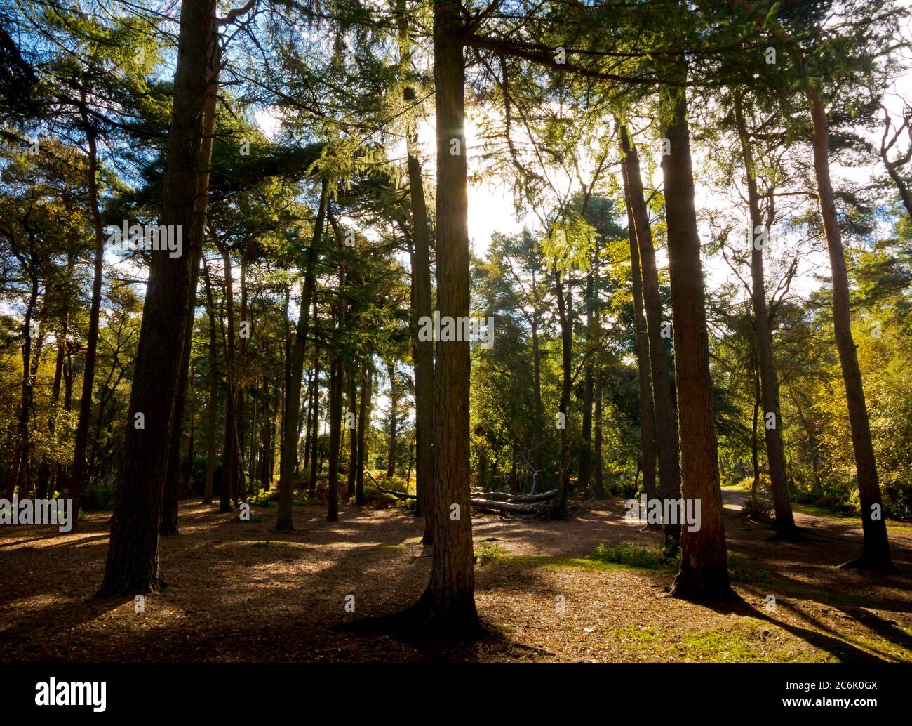 Woodland à Lickey Hills Country Park qui se trouve à dix miles au sud-ouest de la ville de Birmingham dans l'ouest des Midlands Angleterre Royaume-Uni Banque D'Images