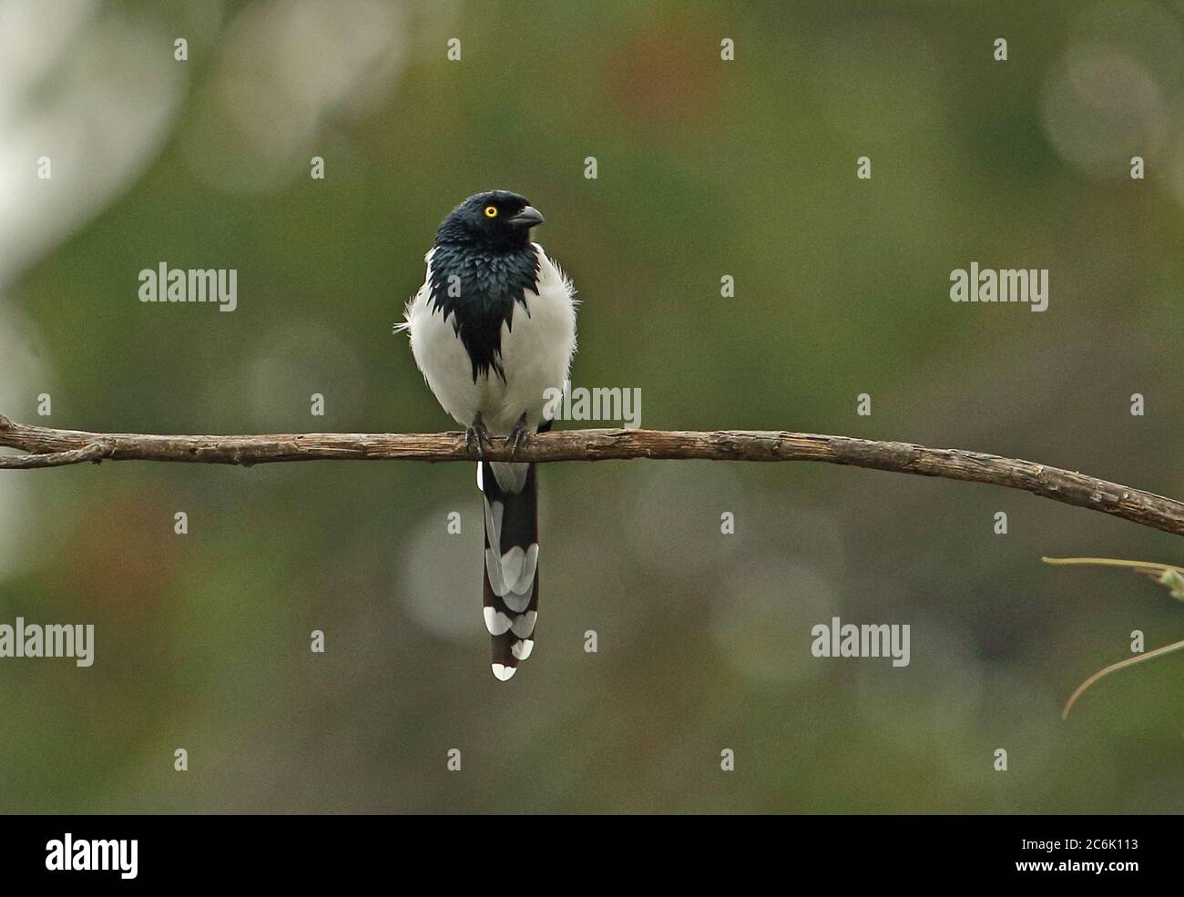 Magpie Tanager (Cissopis leverianus leverianus) adult perched on branch  Bogota, Colombia       November Banque D'Images