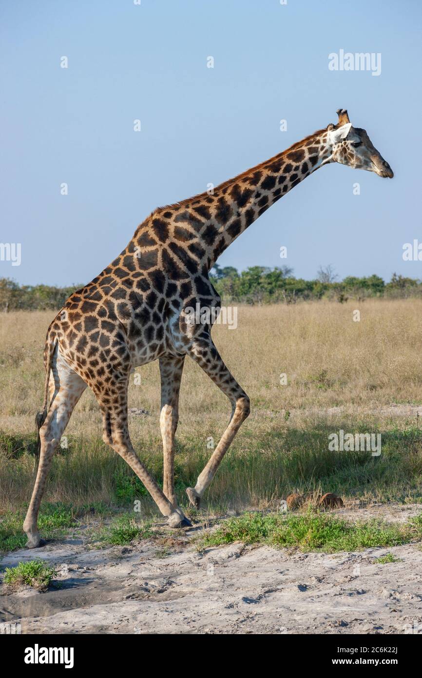 Girafe (Giraffa cameloparalis) marchant dans la région de Savuti, au nord du Botswana, en Afrique. La Giraffe est le plus grand animal terrestre vivant et t Banque D'Images