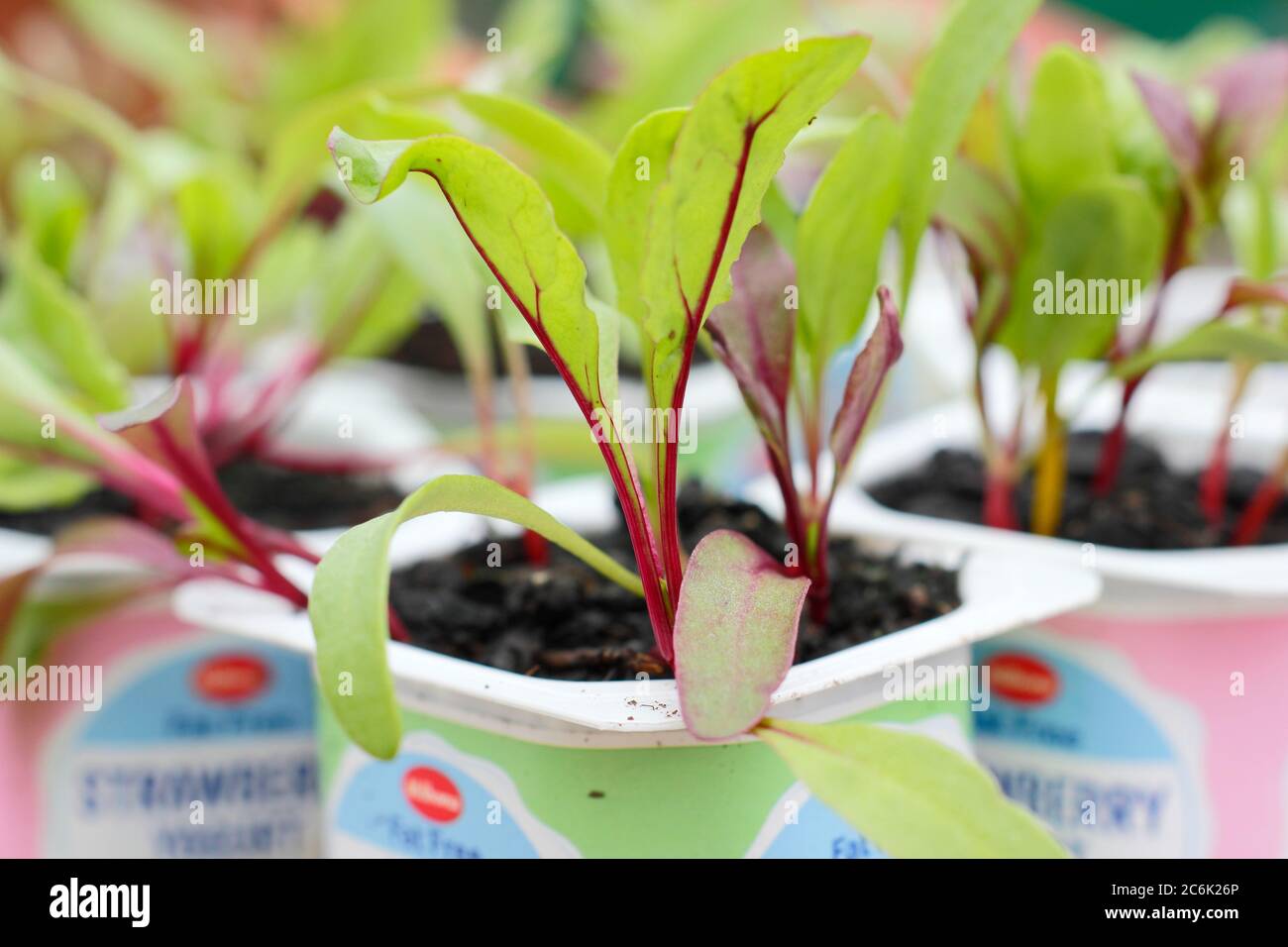 Semis de betteraves. Plantules de betteraves bêta vulgaris 'Rainbow Mixed' dans des pots de yaourt recyclés. ROYAUME-UNI Banque D'Images