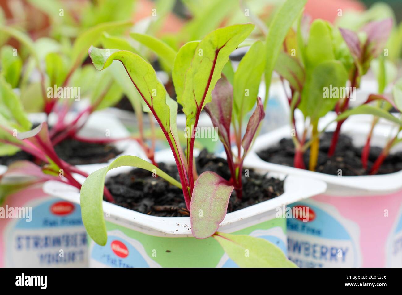Semis de betteraves. Plantules de betteraves bêta vulgaris 'Rainbow Mixed' dans des pots de yaourt recyclés. ROYAUME-UNI Banque D'Images