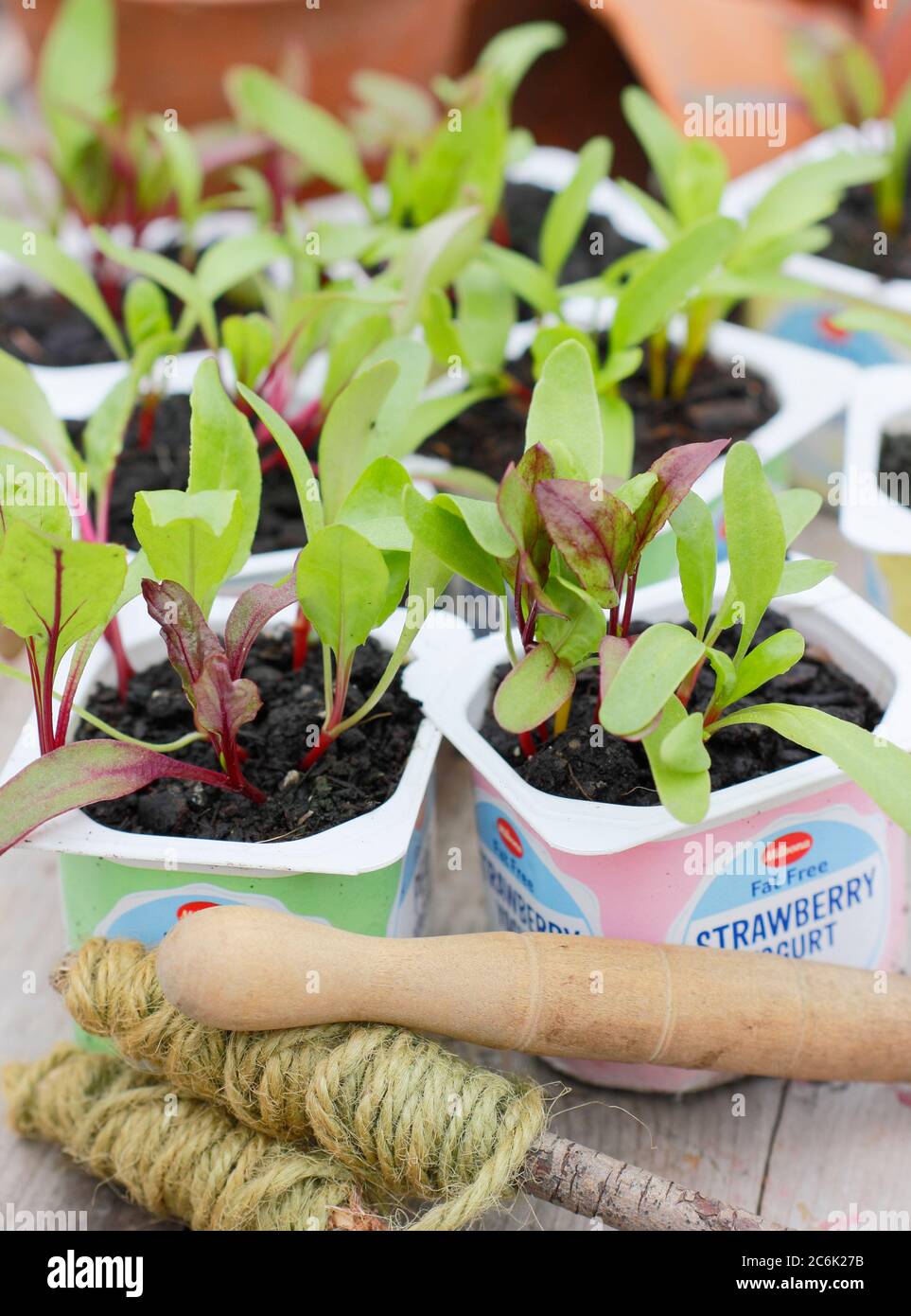 Semis de betteraves. Plantules de betteraves bêta vulgaris 'Rainbow Mixed' dans des pots de yaourt recyclés. ROYAUME-UNI Banque D'Images