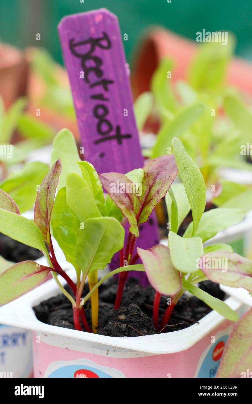 Semis de betteraves. Plantules de betteraves bêta vulgaris 'Rainbow Mixed' dans des pots de yaourt recyclés. ROYAUME-UNI Banque D'Images